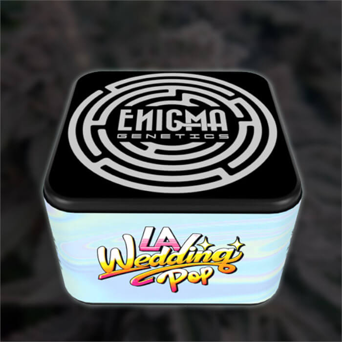 Paquete de semillas feminizadas Enigma Genetics LA wedding Pop